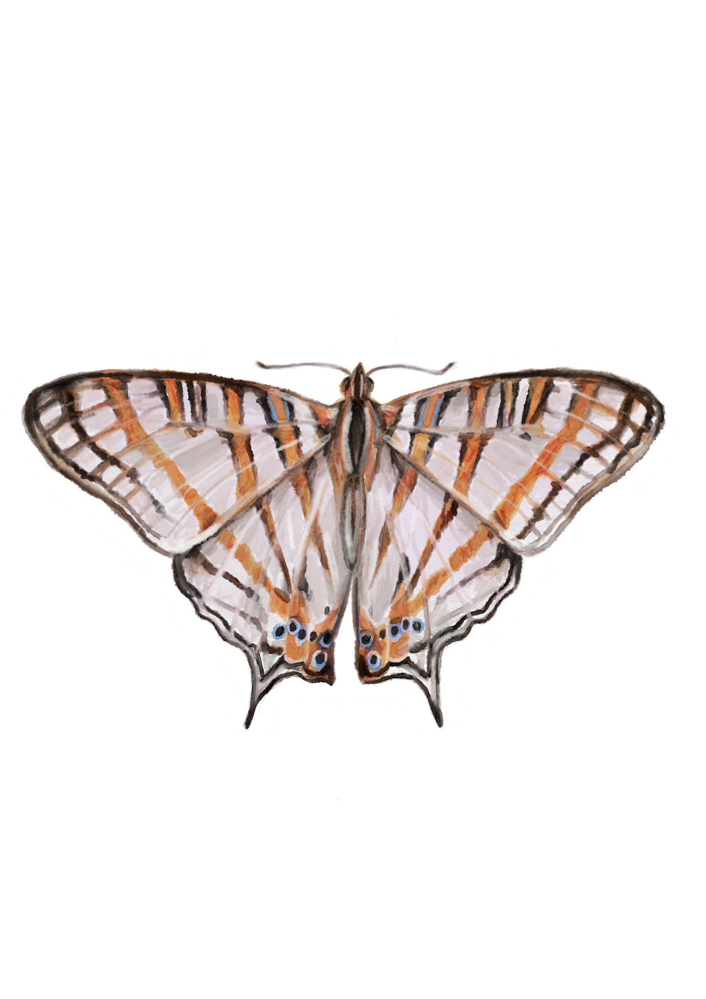 Butterfly 4 Sticker