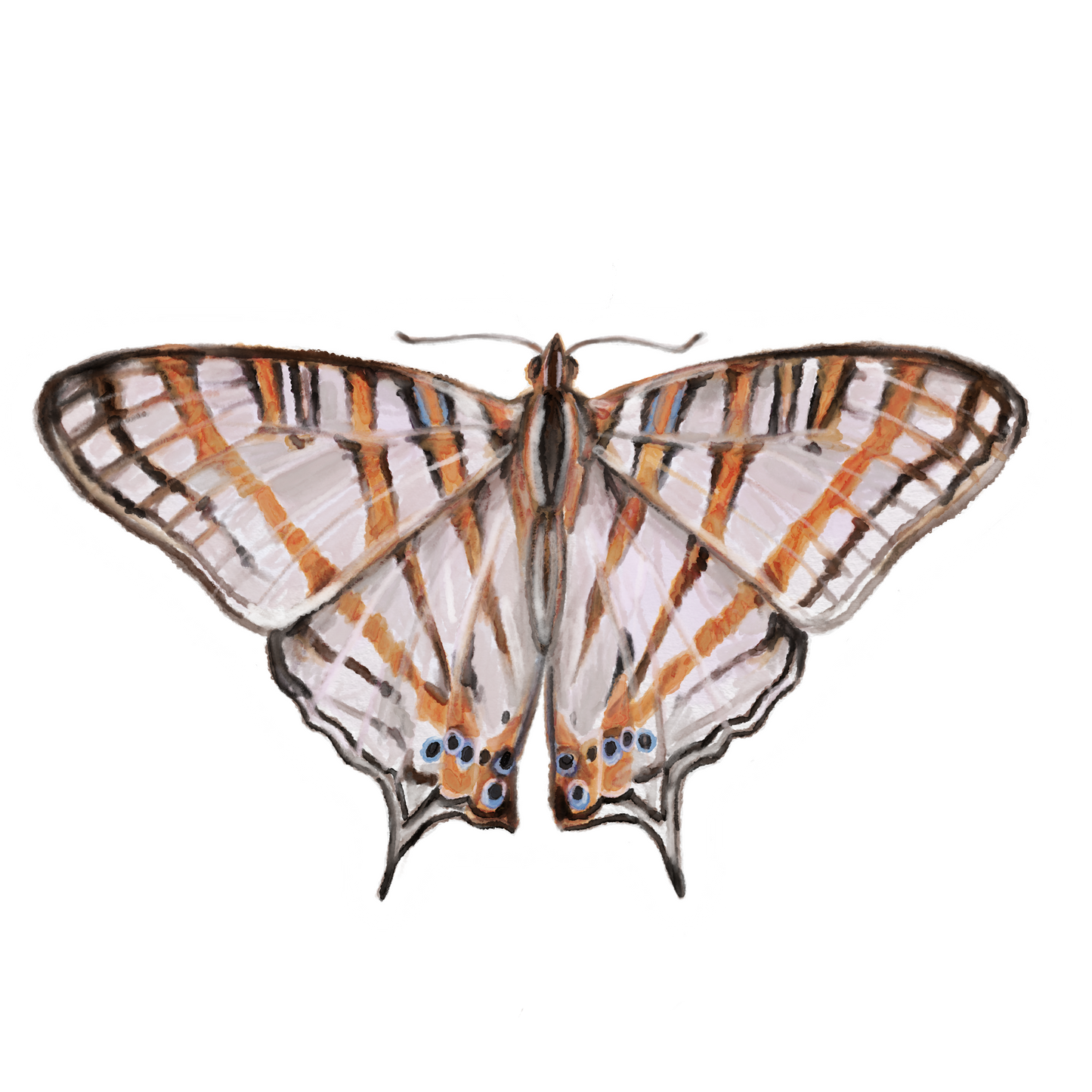 Butterfly 4 Sticker