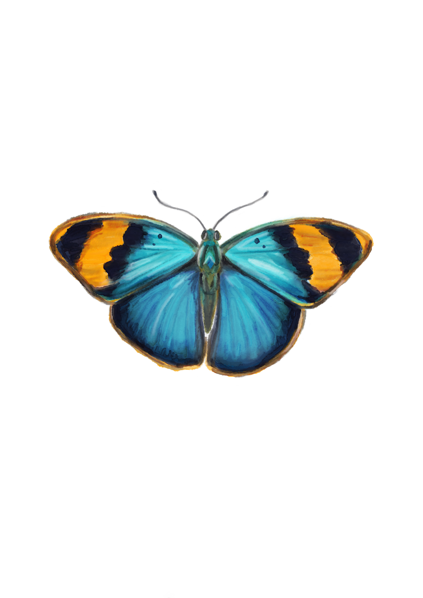 Butterfly 5 Sticker