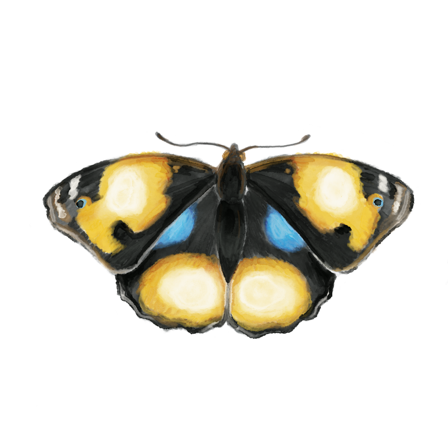 Butterfly 2 Sticker