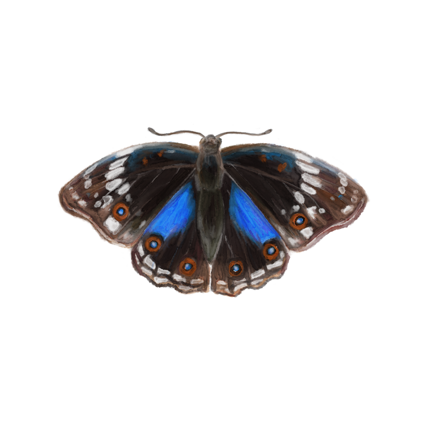 Butterfly 1 Sticker