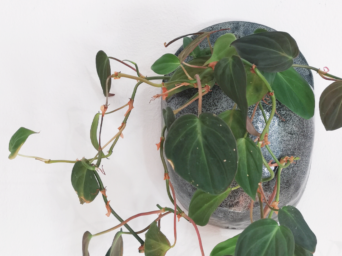 New Plant Parent? Here are 5 plants I think you should avoid