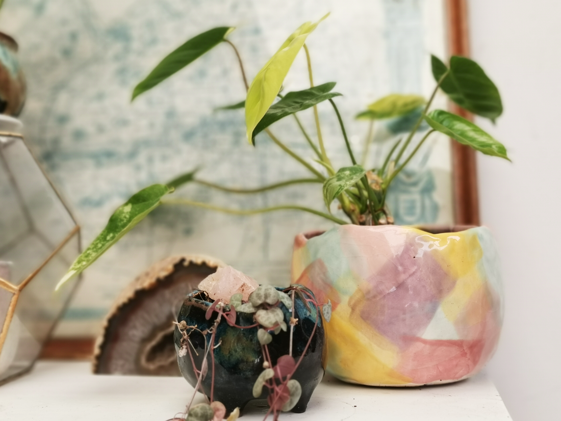 New Plant Parent? Here are my top 5 plant suggestions