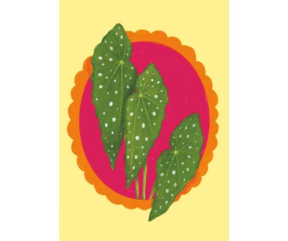 Begonia (Print)