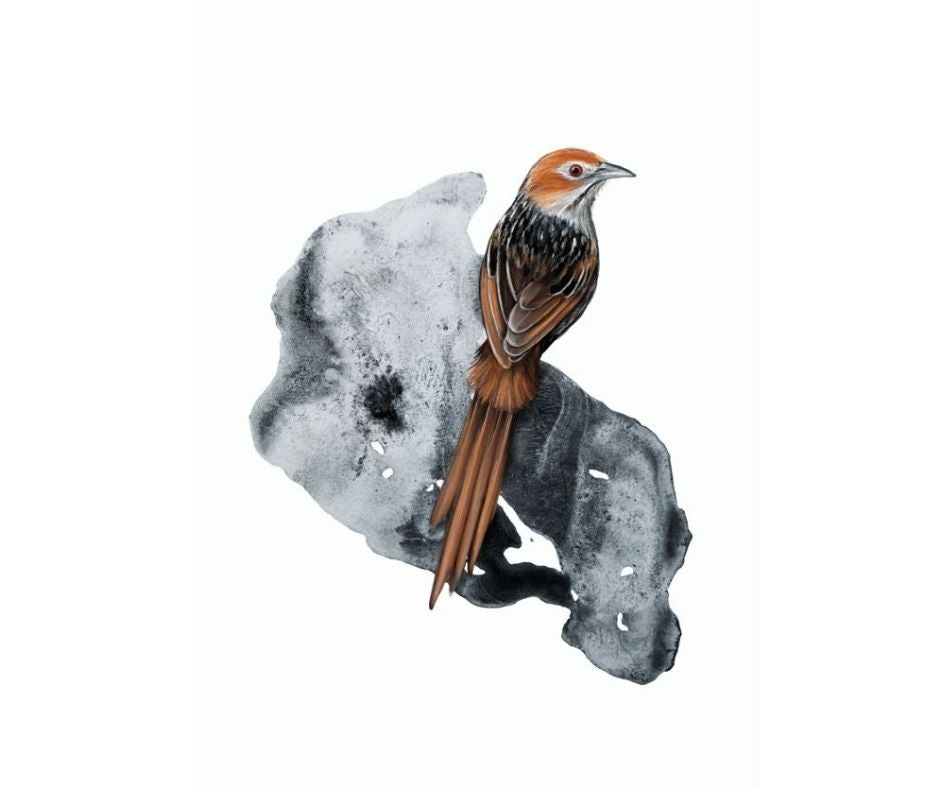 Cape Grassbird (Print)