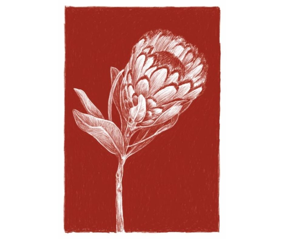Protea (Print)