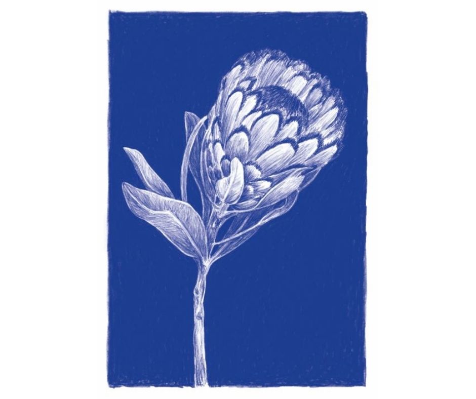 Protea (Print)