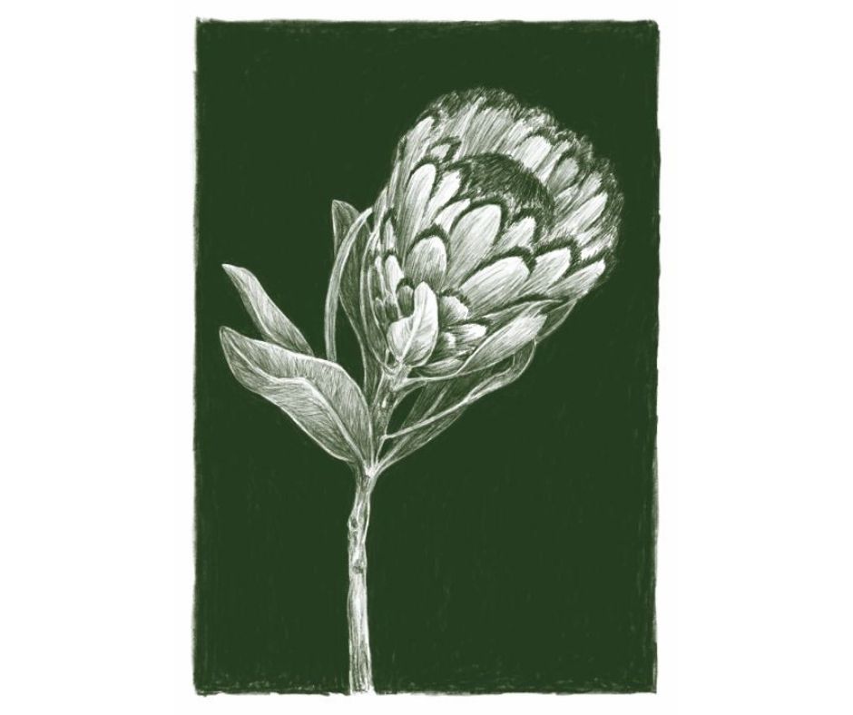 Protea (Print)