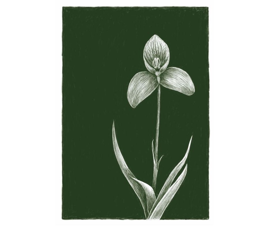 Disa Orchid (Print)