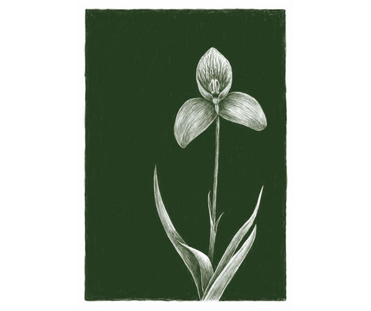 Disa Orchid (Print)