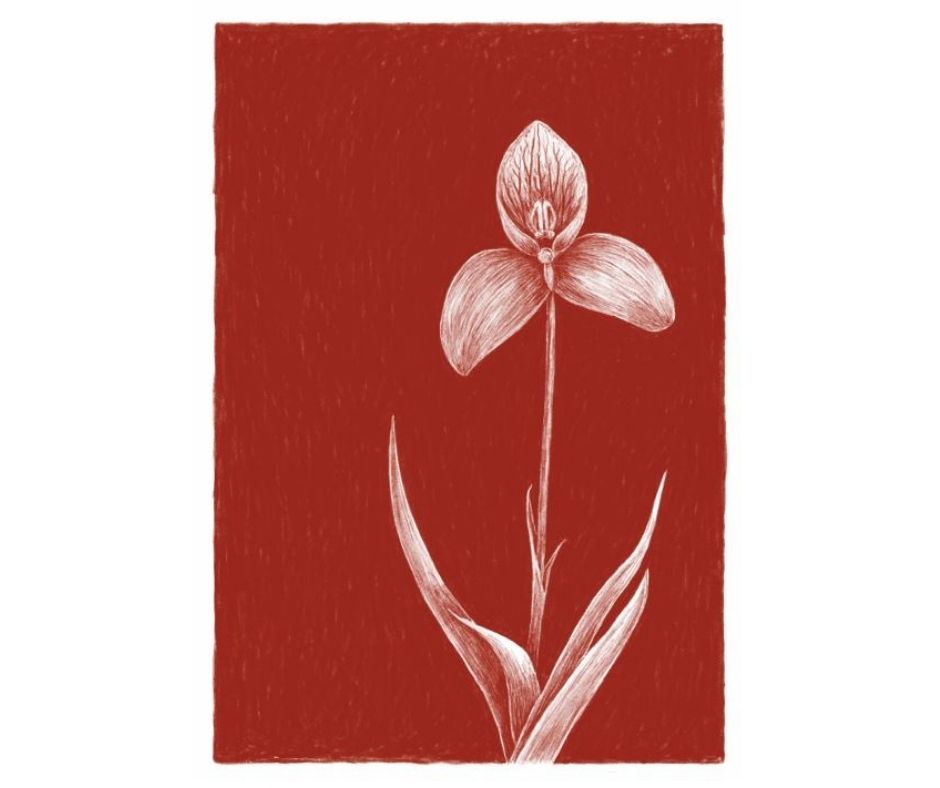 Disa Orchid (Print)