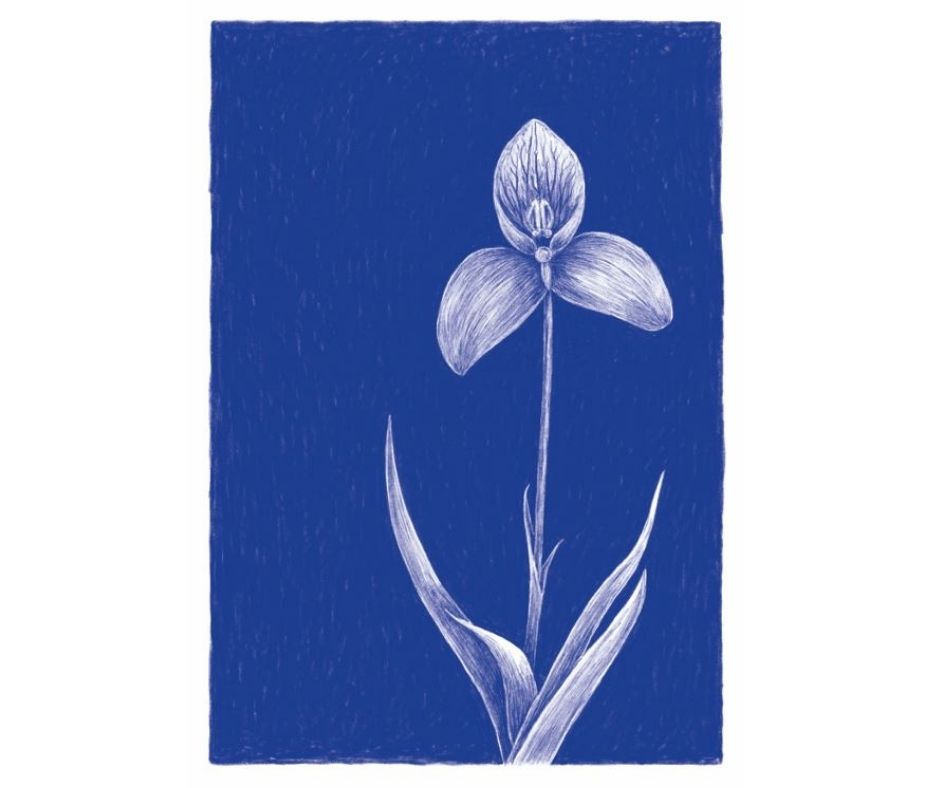 Disa Orchid (Print)
