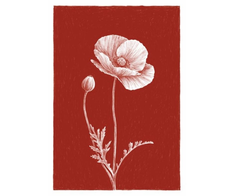 Poppy (Print)