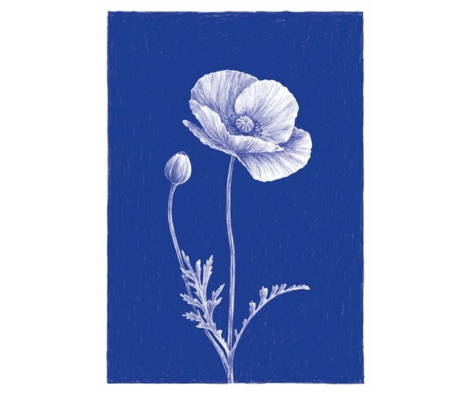 Poppy (Print)
