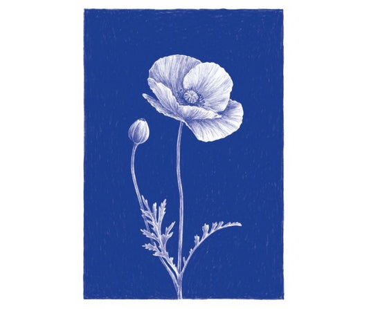 Poppy (Print)