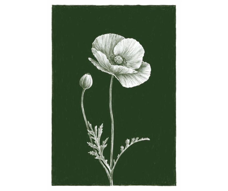 Poppy (Print)
