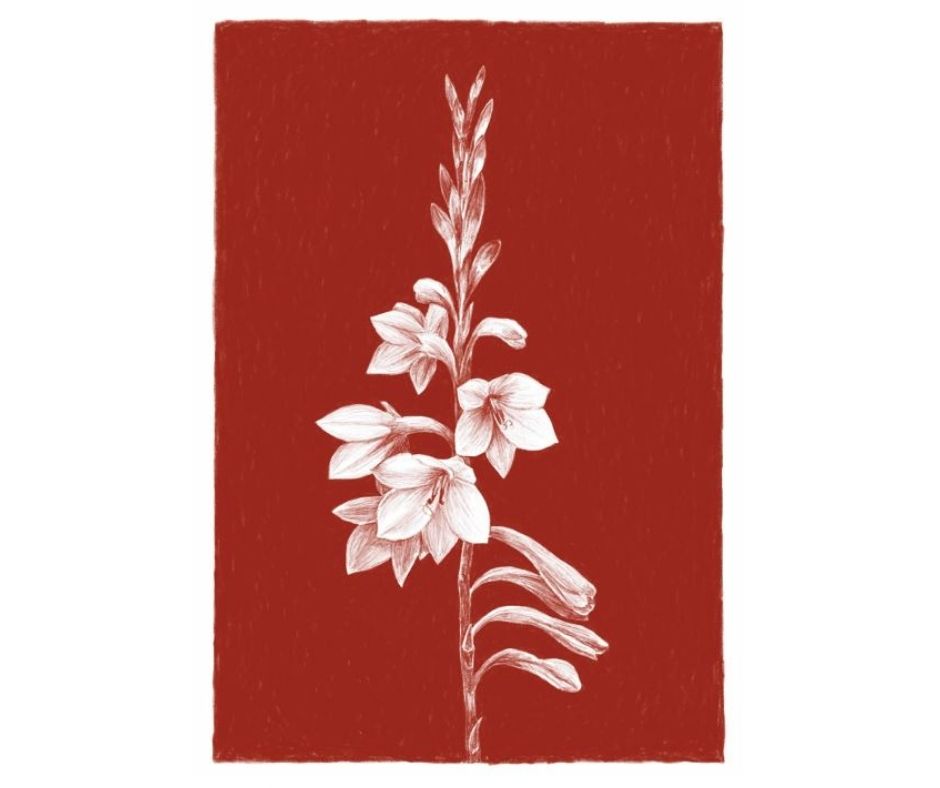 Watsonia (Print)