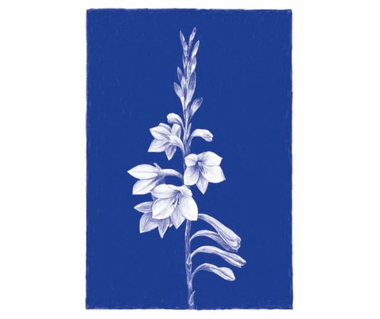 Watsonia (Print)