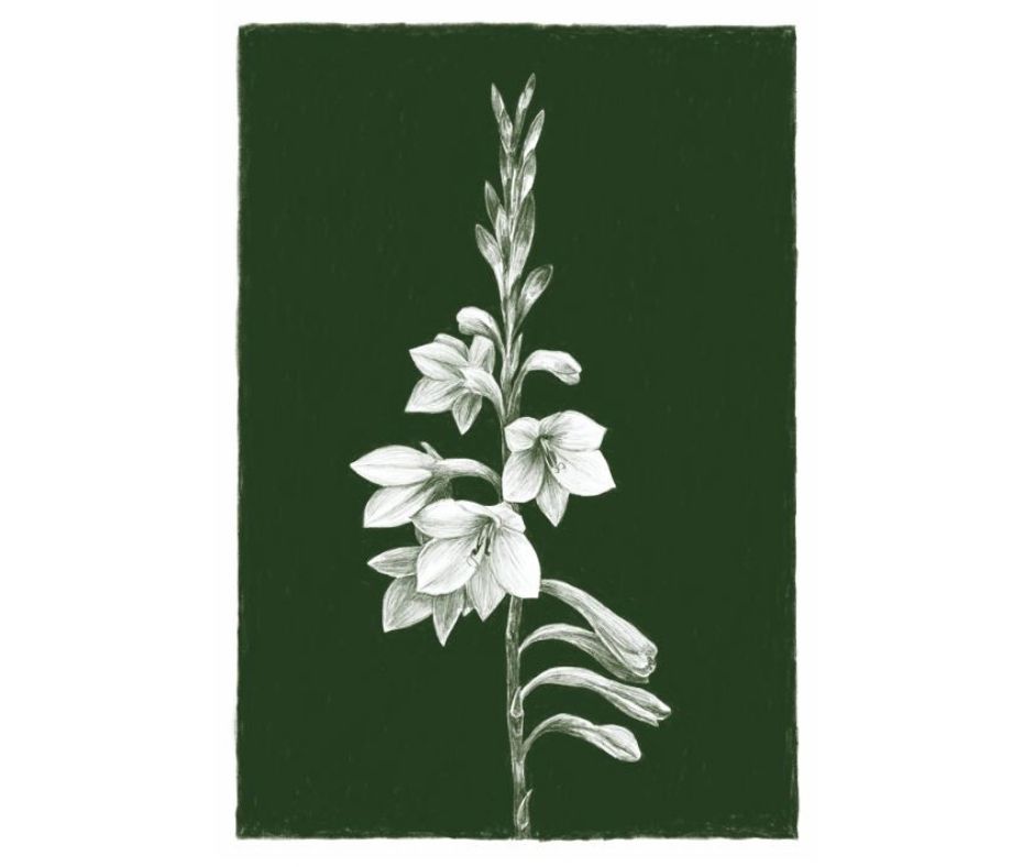 Watsonia (Print)