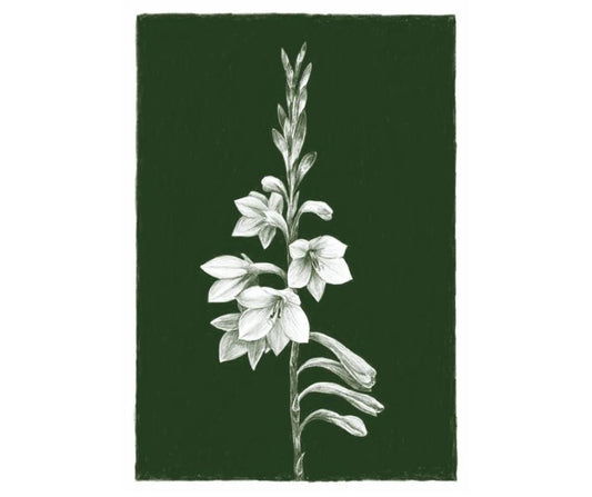 Watsonia (Print)