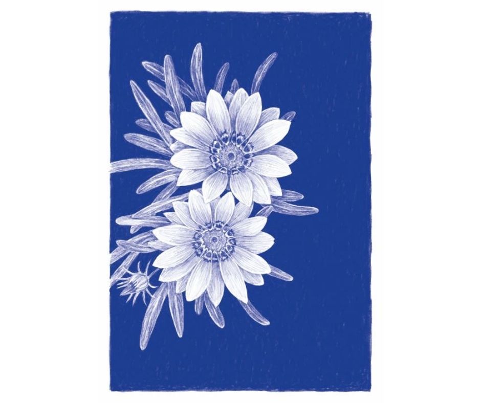 Gazania (Print)