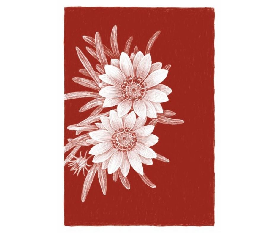 Gazania (Print)