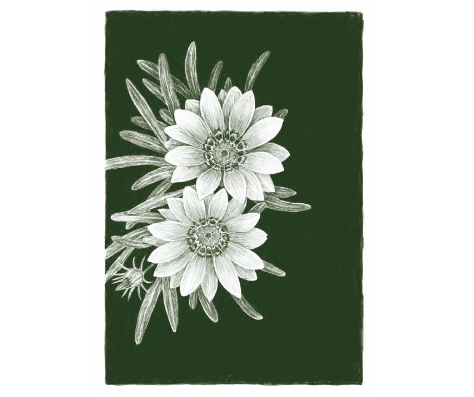 Gazania (Print)
