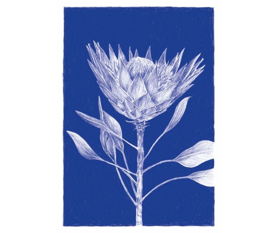 King Protea (Print)