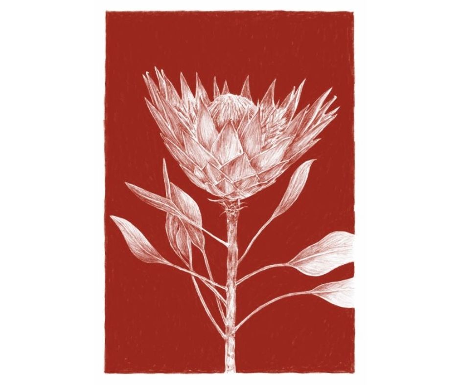 King Protea (Print)