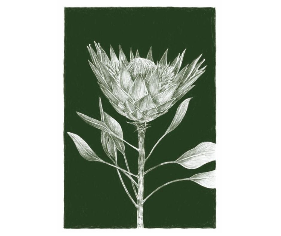 King Protea (Print)