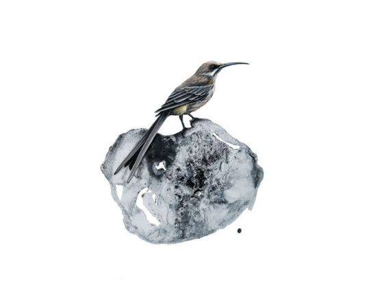 Cape Sugarbird (Print)