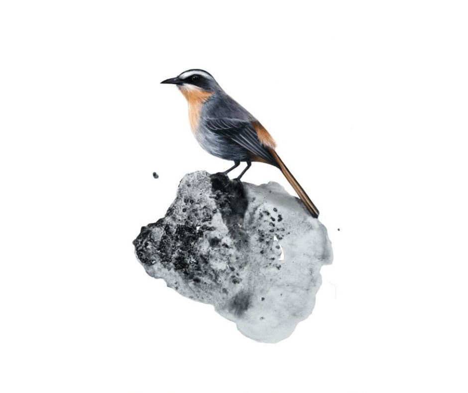 Cape Robin (Print)