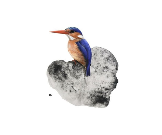 Malachite Kingfisher (Print)