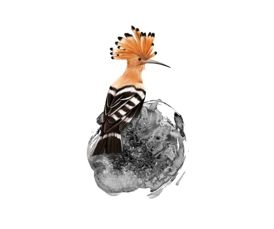 Hoopoe (Print)