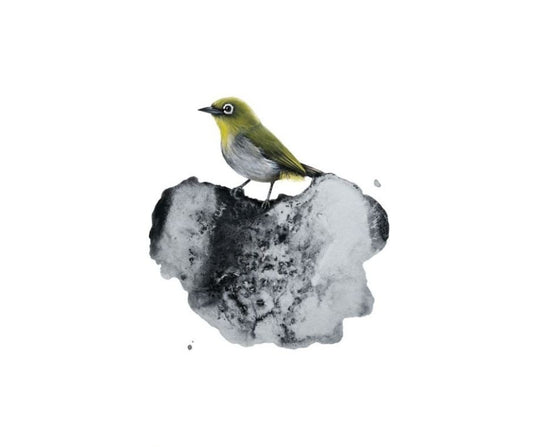 Cape White Eye (Print)