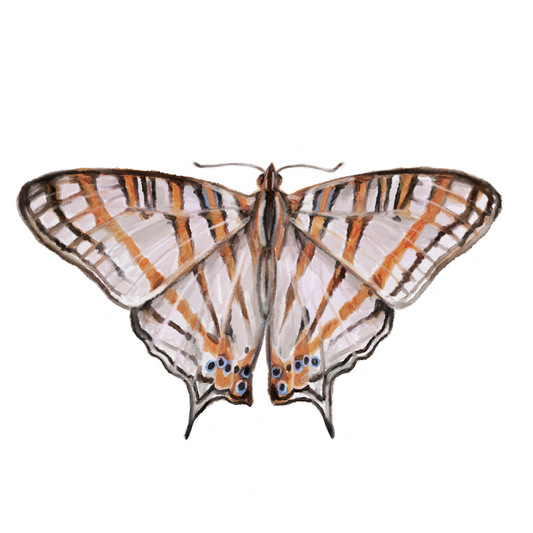 Butterfly 4 Sticker