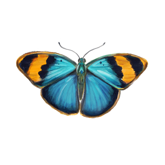 Butterfly 5 Sticker