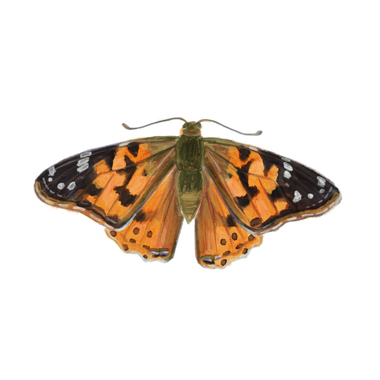 Butterfly 3 Sticker