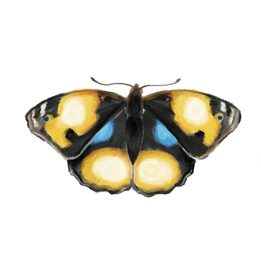 Butterfly 2 Sticker