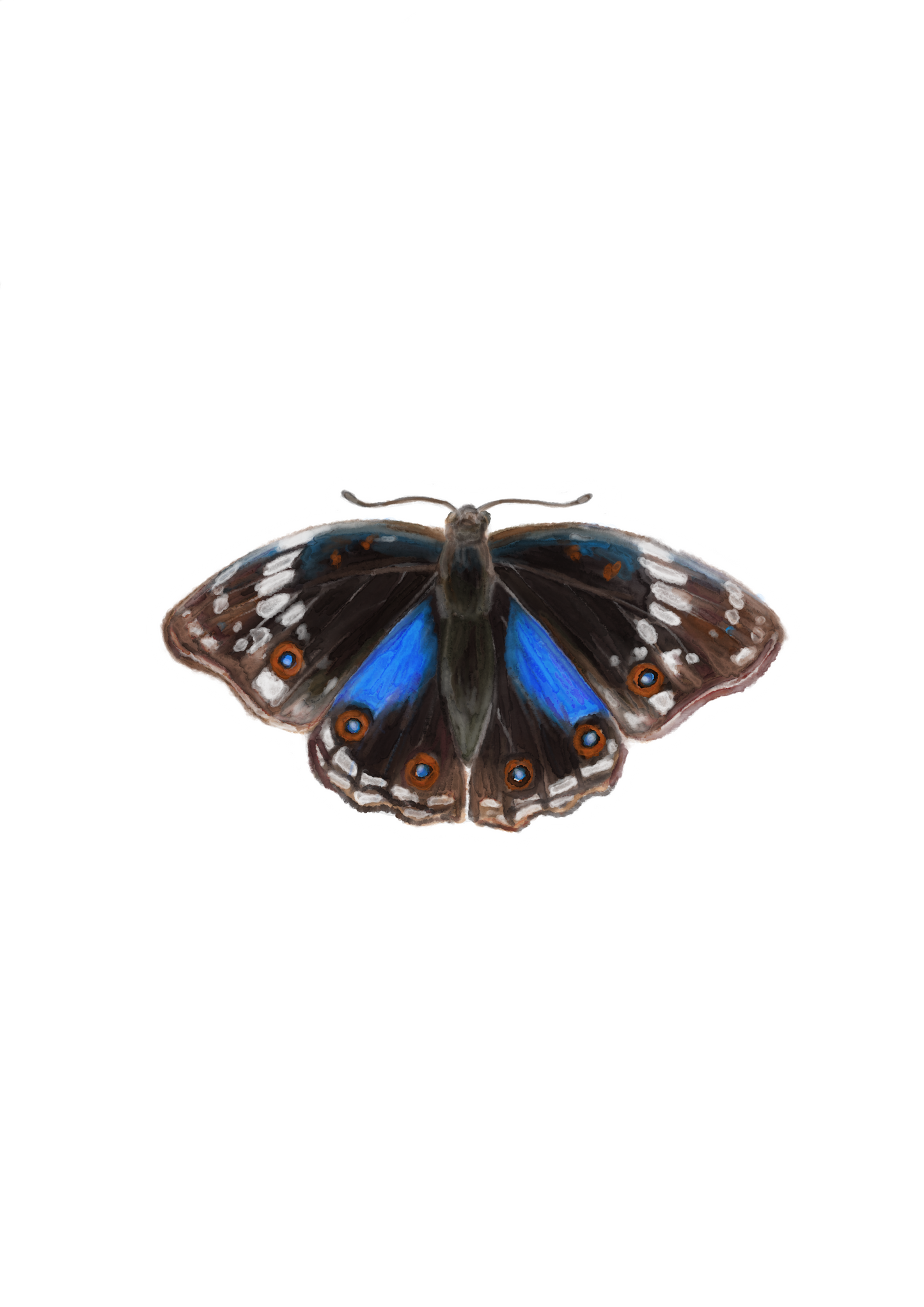 Butterfly 1 Sticker