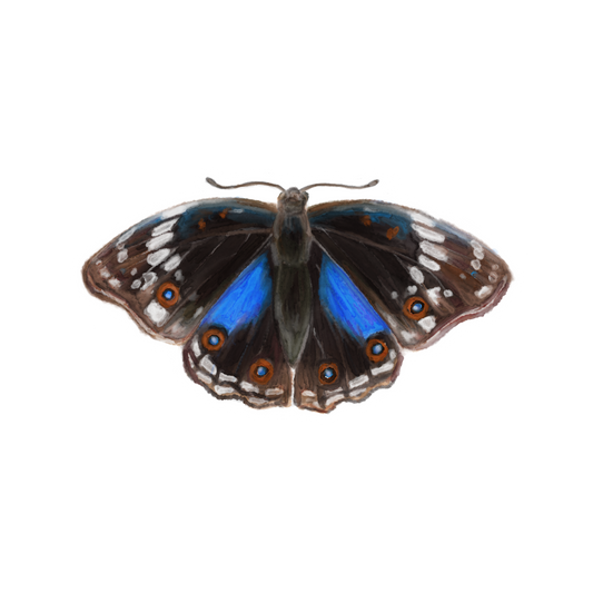 Butterfly 1 Sticker